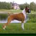 Cani che vanno di moda: Boxer
