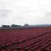 Pi avanti, verso sud, il verde lascia il posto allintenso rosso carminio della lollo rossa