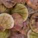 La canestrella (pettine), mollusco bivalve con un guscio colorato di giallo e rosa