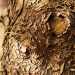 Un dettaglio della corteccia di una quercia 