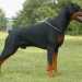 Cani non pi di moda: Dobermann