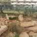 Il dolmen non  messo benissimo: ci sono solo i resti di ci che dovevano essere le lastre laterali che affiorano dal terreno inghiottite da erbacce e arbusti. Manca la lastra di copertura