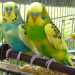 Due pappagalli cocoriti, tra gli animali pi richiesti degli ultimi anni