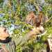 Il falconiere con la poiana di Harris (Foto di Paola Sarappa-2011)