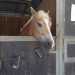Un cavallo all'interno di un box

