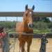Un cavallo anziano ci osserva dall'interno di un recinto