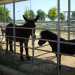 Il simpatico asino Armadillo, appartenente al circolo ippico Country Life, assieme a un pony