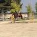 Cavaliere e cavallo sono in fase di salto