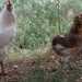 Due esemplari della gallina cilena Auracana