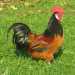 Un esemplare della gallina francese Marans
