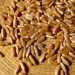 Grano di Saragolla