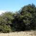 La quercia spinosa