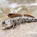 Il Periophthalmus argentilineatus, detto anche Perioftalmo argenteo