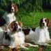 Cani che vanno di moda: Setter Inglese