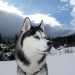 Cani non pi di moda: Siberian Husky 