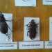 Una vetrina con insetti imbalsamati: si tratta di animali xilofagi, si nutrono cio del legno danneggiandolo in modo serio