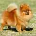 Cani poco richiesti dal mercato: Spitz