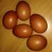 Le uova color cacao prodotte da galline Marans: arrivano a pesare anche 80 grammi