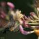 Sfinge colibr� (Macroglossum stellatarum)