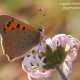 Argo bronzeo (Lycaena phlaeas)