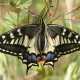 Macaone (Papilio macaon)