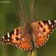 Vanessa cardui