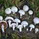 ...il Prataiolo (Agaricus campestris)...foto di Alan Rockefeller