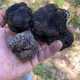 Il tartufo pi� frequente da trovare in Puglia � il Tuberum estivum detto �scorzone�...