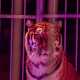 La 37enne ci accompagna a questo punto all�interno del tendone, l� dove si trova una delle tre tigri del circo Bellucci. Dopo aver ammirato lo splendido felino che ci osserva con il suo sguardo fiero...