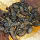 Mopane worms