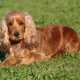 Cani che vanno di moda: Cocker
