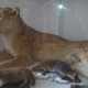 Museo De Romita: esemplare di leonessa impagliata