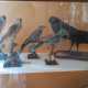 Museo De Romita: alcune specie di uccelli imbalsamati