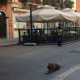 Romeo accucciato in via Sparano