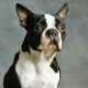 Cani che sono poco richiesti: Boston Terrier