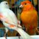 Due canarini, animali sempreverdi e tra i più venduti