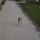Un cane randagio passeggia lungo la stretta via