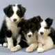 Cani che vanno di moda: Border Collie