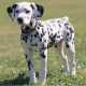 Cani non pi� di moda: Dalmata