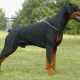 Cani non pi� di moda: Dobermann