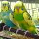 Due pappagalli cocoriti, tra gli animali più richiesti degli ultimi anni