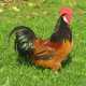 Un esemplare della gallina francese Marans