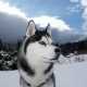 Cani non pi� di moda: Siberian Husky 
