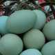 Alcune uova turchine prodotte dalla gallina Auracana: il singolare colore � dovuto a una sostanza viscida prodotta nell'ovidotto dell'animale