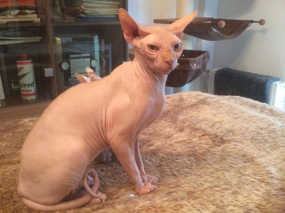 Gli Sphynx I Gatti Nudi Sono Senza Pelo E Hanno Bisogno Di