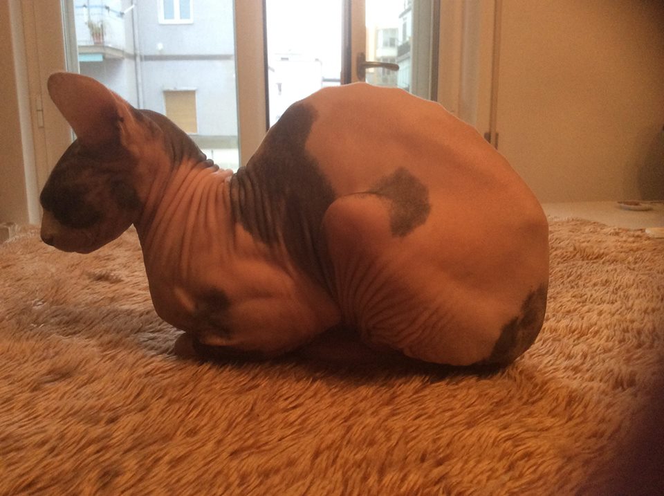 Nero peloso micio nudo