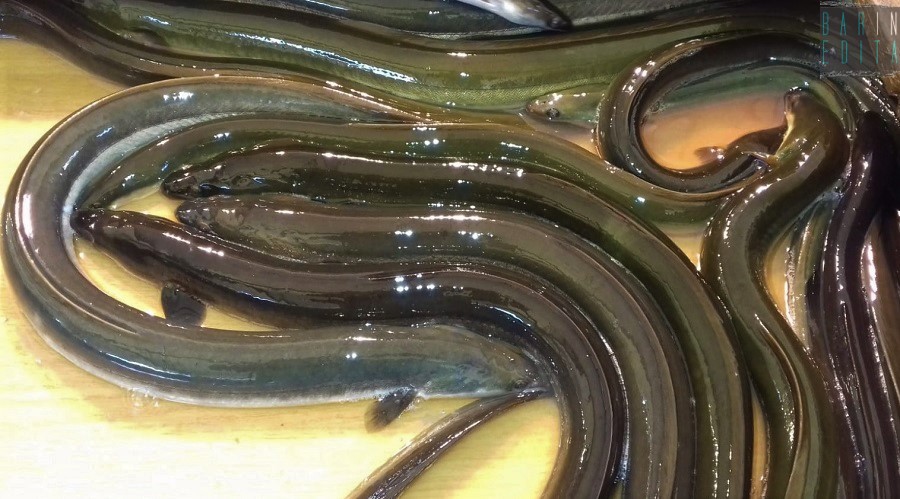 Bari Non E Cenone Di Natale Senza Capitone Ma Perche Si Mangia Proprio Questo Pesce Barinedita Testata Giornalistica Online