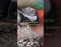 I video di Barinedita